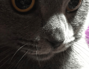 what to serve with zhashlid