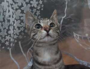 why innerlifthunt game postponed