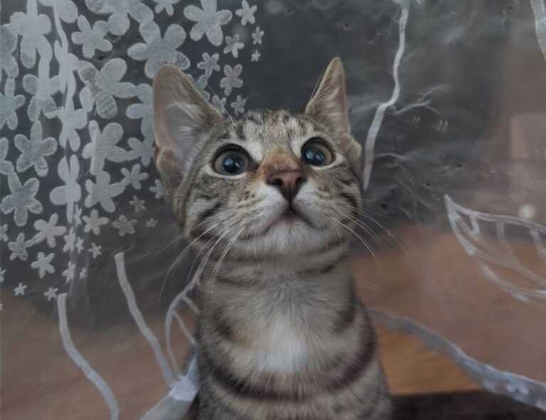 why innerlifthunt game postponed