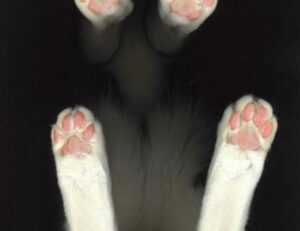 anyone but you online subtitrat