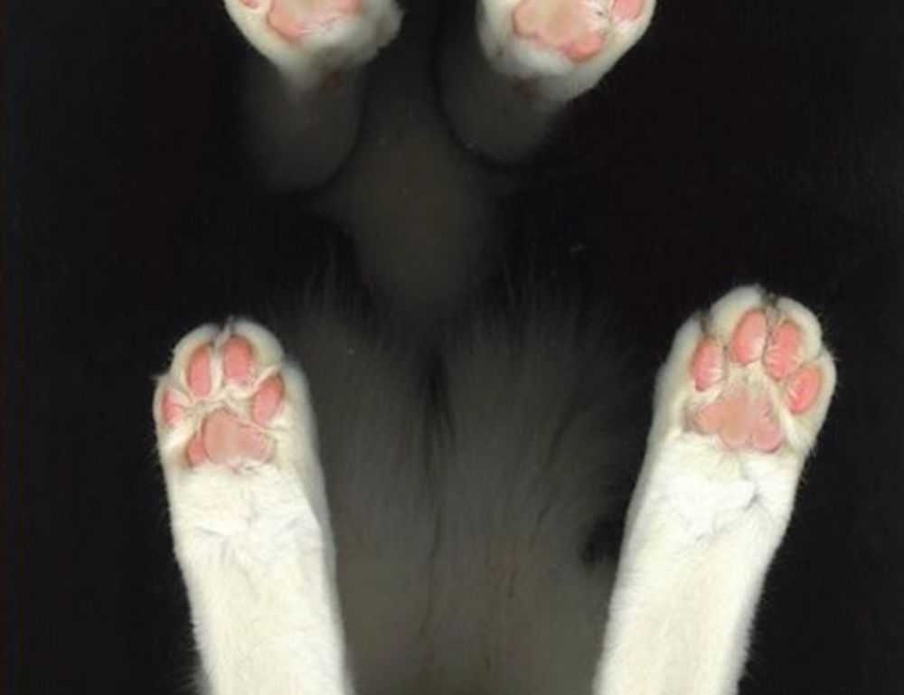 anyone but you online subtitrat