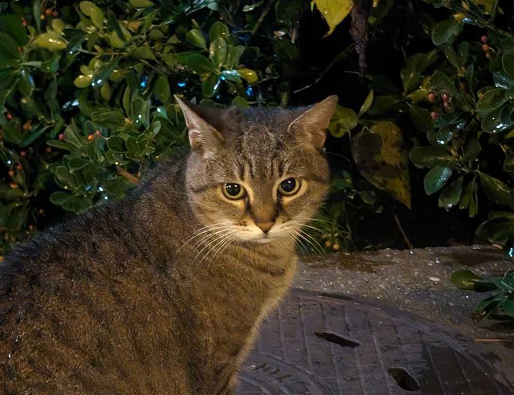 blessed tattoo pe gat