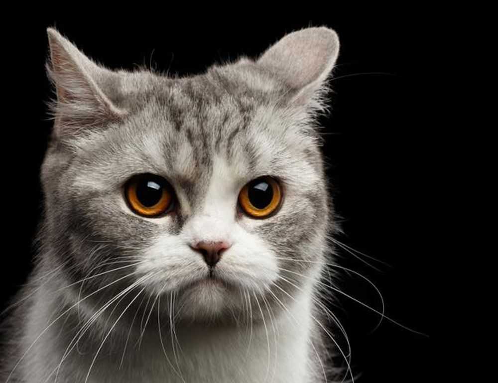 cast of do you love me, captain?