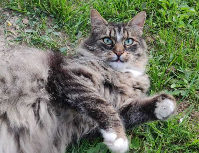 cronologie nottingham forest vs liverpool