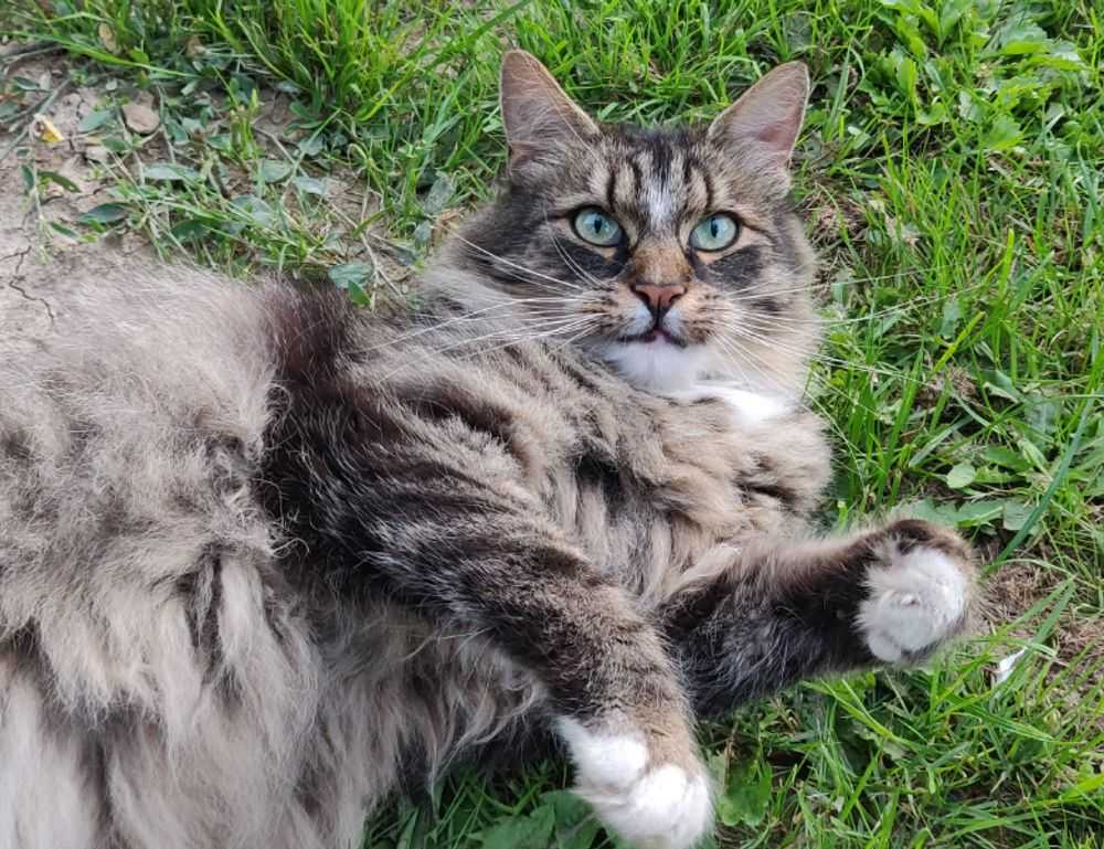 cronologie nottingham forest vs liverpool