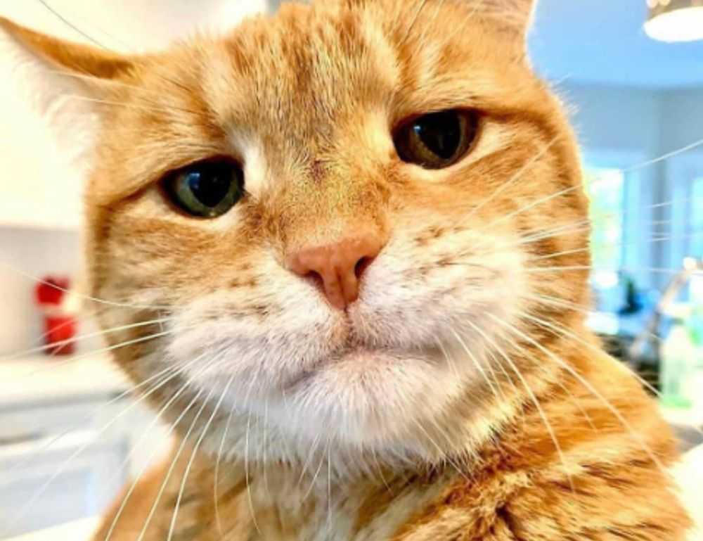 kleurplaat skibidi toilet