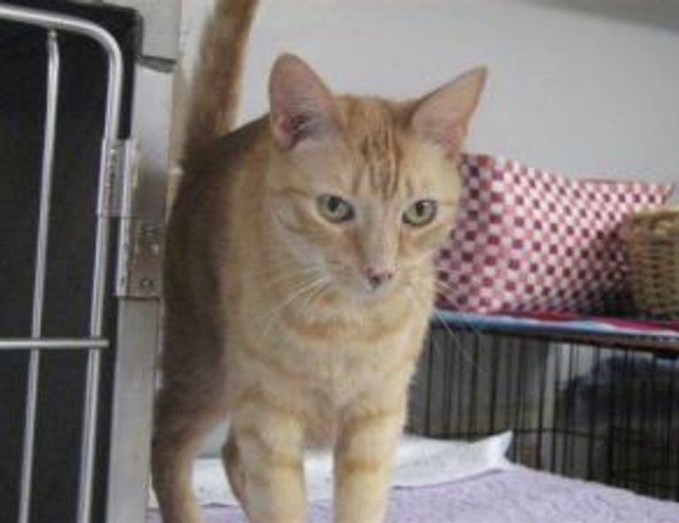 koleksi melayu twitter