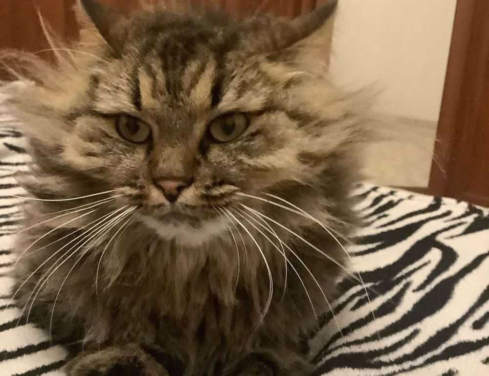 laura dijkema bikini