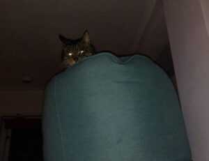 riderkoo roblox skin