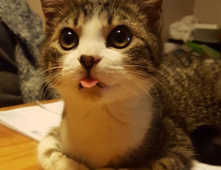 rodrigo riquelme dad