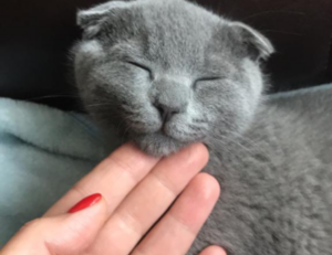 whatsapp fondos de pantalla lgbt